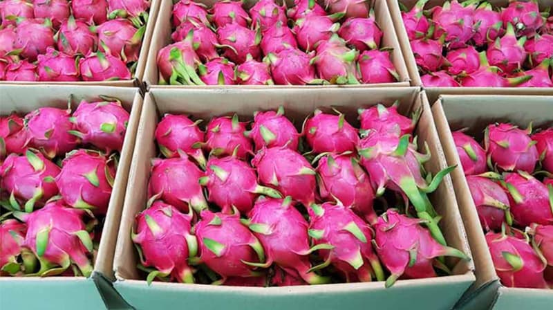 images/1670916893833dragon fruit processing machine.jpg